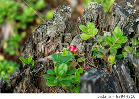 green bushes of wild lingoberry plant with red green bushes of wild lingoberry plant with red 68944510