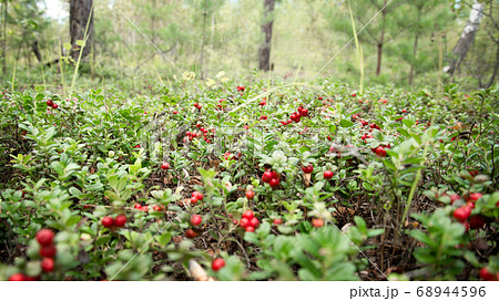 Large forest meadow covered by green small 68944596