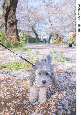 トイプードル 可愛い犬 桜 小春日和の写真素材