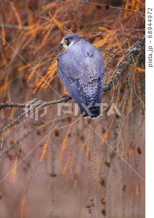 Majestic peregrine falcon sitting on branch in autumn. 68944972
