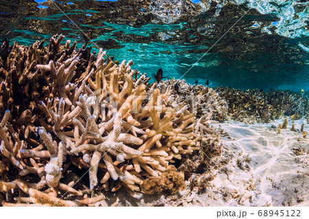 Underwater scene with corals and school of fish in tropical sea Underwater scene with corals and school of fish in tropical sea 68945122