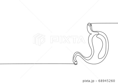 One continuous line drawing of anatomical human stomach organ One continuous line drawing of anatomical human stomach organ 68945260