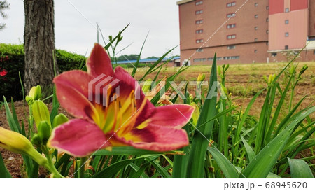 春 花 植物 68945620