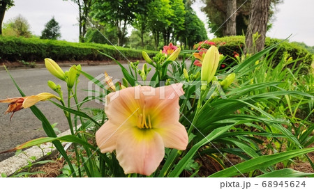 春 花 植物 68945624