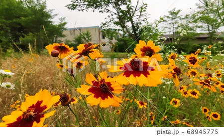 寄生秒 花 花びら 68945775