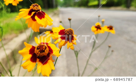 花 植物 寄生秒 68945787