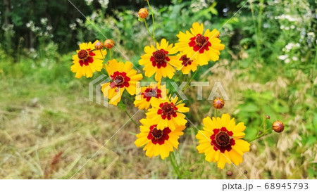 花 植物 寄生秒 68945793