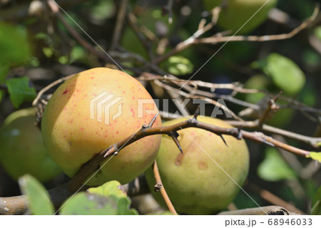 ボケ（国華）　果実 68946033