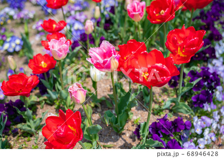 カラフルな花壇 赤い花 赤色のお花 春の花 の写真素材