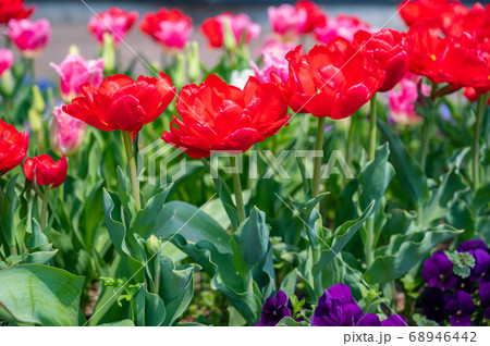 カラフルな花壇 赤い花 赤色のお花 春の花 の写真素材