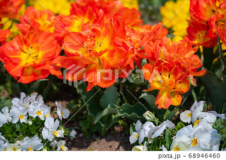 カラフルな花壇 オレンジの花 オレンジ色のお花 春の花 の写真素材