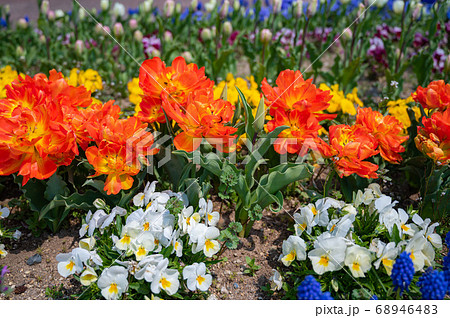 カラフルな花壇 オレンジの花 オレンジ色のお花 春の花 の写真素材 6464