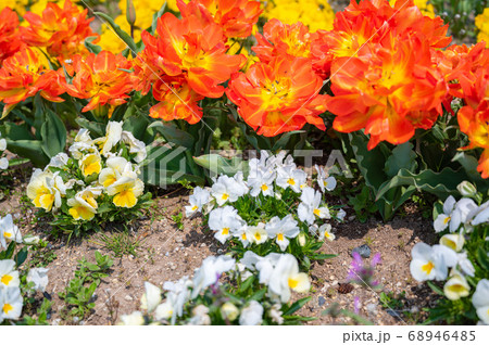 カラフルな花壇 オレンジの花 オレンジ色のお花 春の花 の写真素材