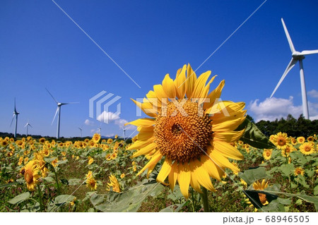 布引風の高原 ひまわり 福島県 郡山市 の写真素材
