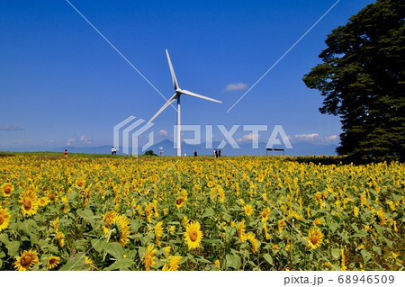 布引風の高原・ひまわり（福島県・郡山市） 68946509