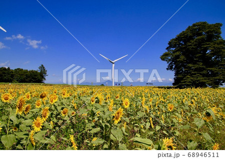 布引風の高原・ひまわり(福島県・郡山市) 布引風の高原・ひまわり(福島県・郡山市) 68946511
