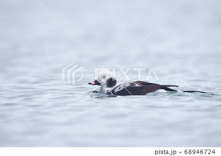 オスのコオリガモ(北海道) オスのコオリガモ(北海道) 68946724