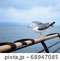 カモメの飛び立つ瞬間　旅立ち 68947085