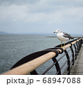 カモメが飛び立つ瞬間を待っている 68947088