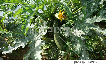 畑に実るズッキーニと花 畑に実るズッキーニと花 68947096