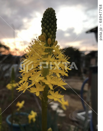 ブルビネラ ブルビネラ 68947768