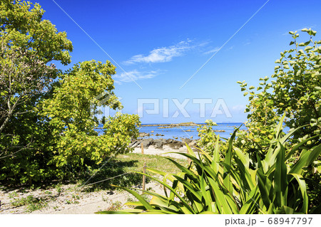 まるで南国気分のリゾート地湘南佐島の夏 68947797
