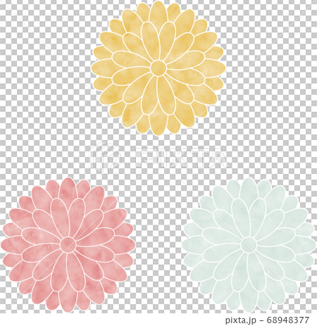 Watercolor color chrysanthemum illustration 68948377