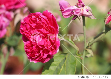 Red Lolita Lempicka Rose on the branch of tree. Red Lolita Lempicka Rose on the branch of tree. 68949735