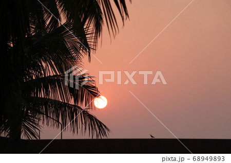 Silhouette of coconut tree and orange sky of 68949893