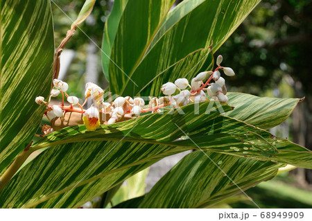 ボタニカル 68949909