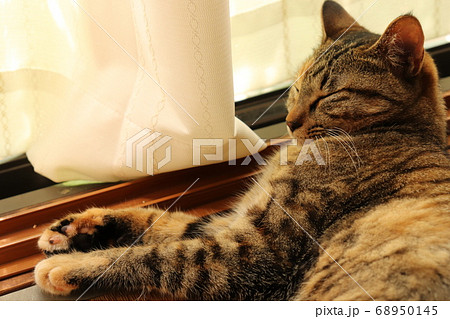 カーテンのそばで幸せそうに眠る猫の写真素材 68950145 Pixta