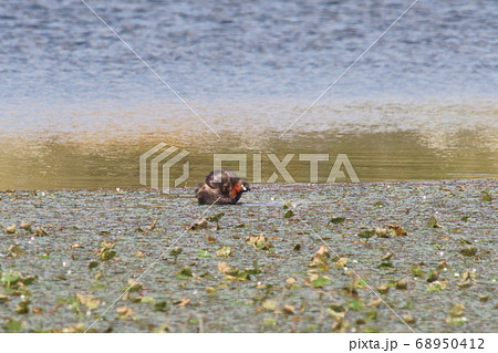 カイツブリの羽ばたき 68950412