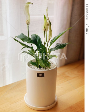 花 植物 観葉植物 68950614