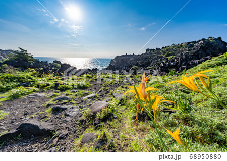 静岡県 伊東市 城ヶ崎海岸のハマカンゾウ 68950880