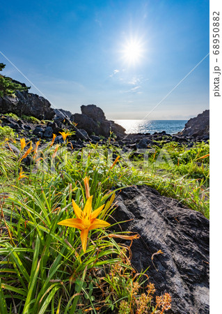 静岡県 伊東市 城ヶ崎海岸のハマカンゾウ 静岡県 伊東市 城ヶ崎海岸のハマカンゾウ 68950882