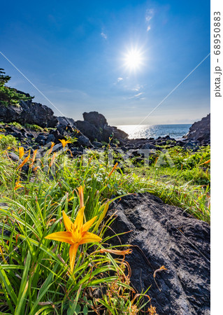 静岡県 伊東市 城ヶ崎海岸のハマカンゾウ 静岡県 伊東市 城ヶ崎海岸のハマカンゾウ 68950883
