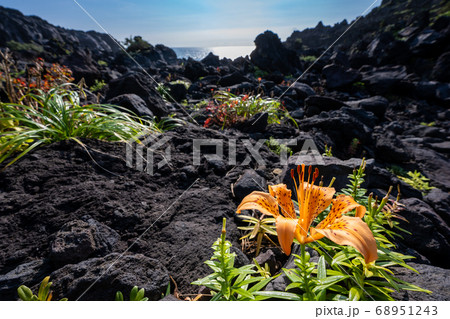 静岡県 伊東市 城ヶ崎海岸のスカシユリ 68951243