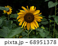 ひまわり 68951378