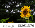 ひまわり 68951379