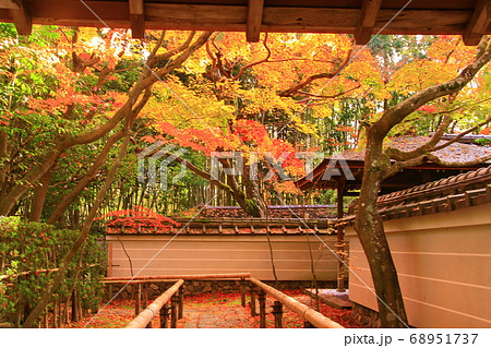 大徳寺 高桐院 京都市北区 庭園の紅葉の写真素材