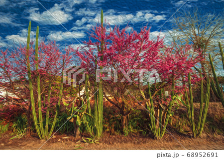 Cactus and trees full of pink flowers at sunset 68952691