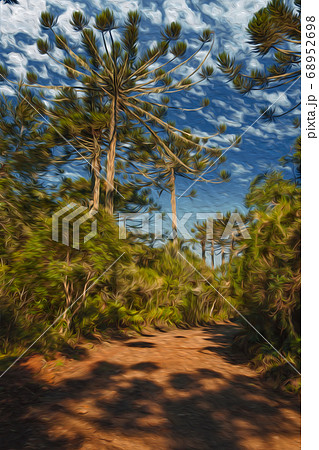 Dirt pathway in a forest with pine trees 68952698