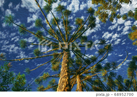Landscape of pine treetops amid lush forest 68952700