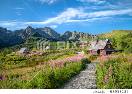 Flowering Chamaenerion in Gasienicowa Valley, Tatra Mountains 68953185