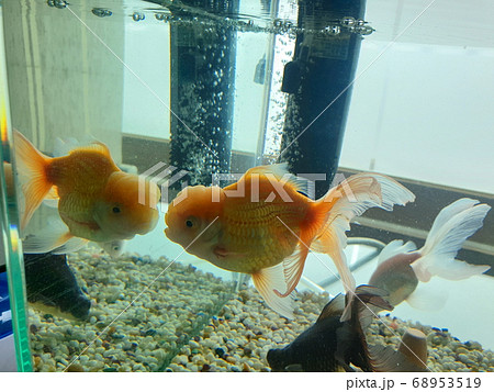 金魚 魚 魚類 68953519