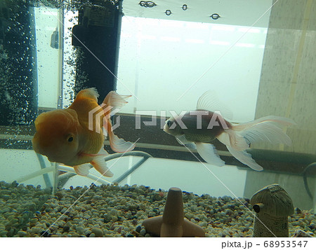金魚 魚 魚類 68953547