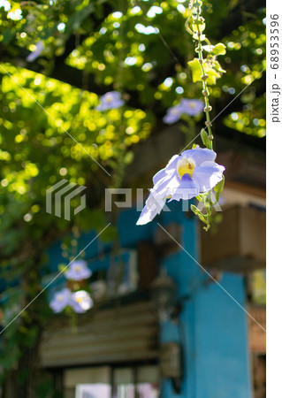 台湾 咲く 花 68953596