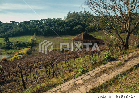 Trunks and vine branches with old farmhouse Trunks and vine branches with old farmhouse 68953717