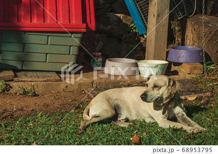 Labrador retriever breed dog sitting on lawn Labrador retriever breed dog sitting on lawn 68953795