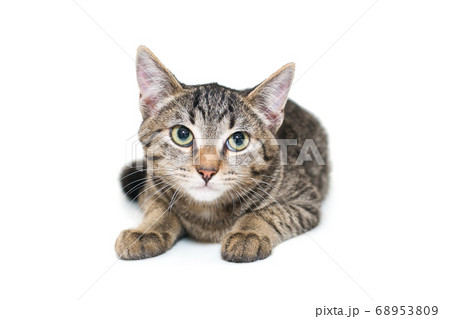 Small, grey tabby kitten 68953809